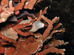Gymnothorax thyrsoideus