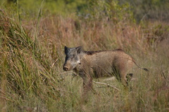 Sus scrofa cristatus