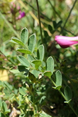 Onobrychis oxyodonta