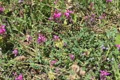 Onobrychis oxyodonta