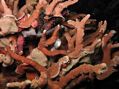 Gymnothorax thyrsoideus