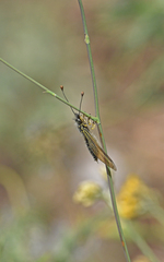 Libelloides ictericus corsicus