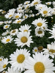 Leucanthemum × superbum