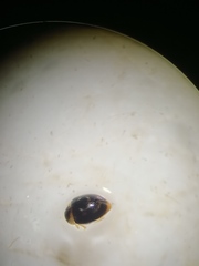 Clitostethus arcuatus