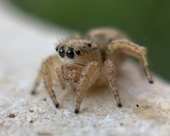 Habronattus texanus