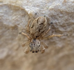 Habronattus texanus