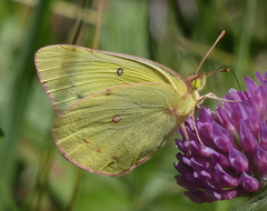 Colias philodice eriphyle