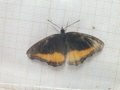 Eurytela dryope