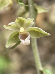 Epipactis purpurata