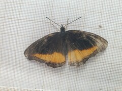 Eurytela dryope