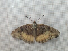 Eurytela dryope