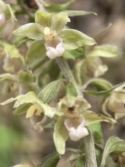 Epipactis purpurata