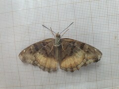Eurytela dryope