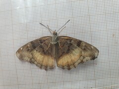 Eurytela dryope