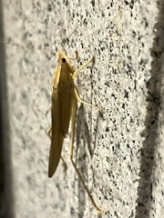 Euconocephalus varius