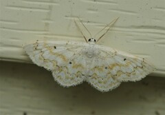 Idaea obfusaria