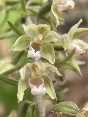 Epipactis purpurata