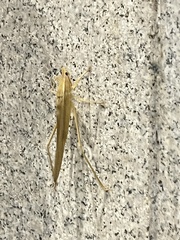 Euconocephalus varius