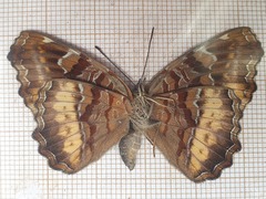 Eurytela dryope