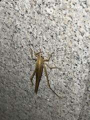 Euconocephalus varius