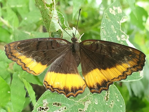Eurytela dryope