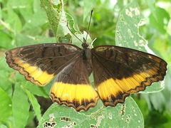 Eurytela dryope