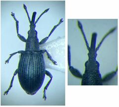 Ceratapion gibbirostre