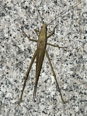 Euconocephalus varius