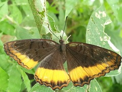Eurytela dryope