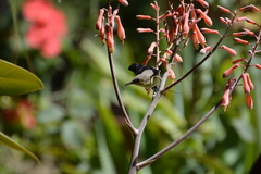 Cinnyris asiaticus