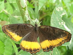 Eurytela dryope