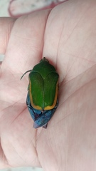 Cotinis mutabilis aurantiaca