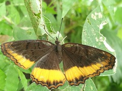 Eurytela dryope