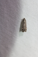 Dichomeris ochripalpella