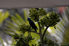 Cinnyris asiaticus