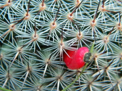 Mammillaria haageana conspicua
