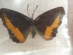 Eurytela dryope