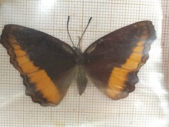 Eurytela dryope