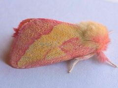 Hyparpax aurora