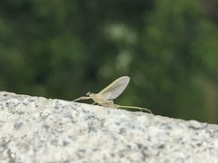 Afronurus pallescens