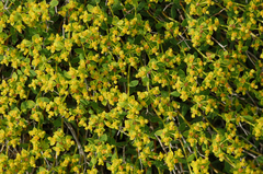 Euphorbia spinosa
