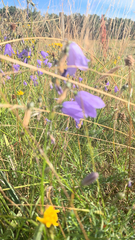 Campanula rotundifolia