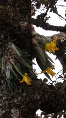 Prosthechea karwinskii