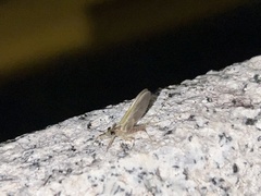 Afronurus pallescens