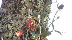 Epidendrum radioferens