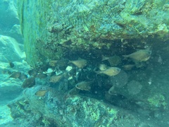 Pempheris rhomboidea