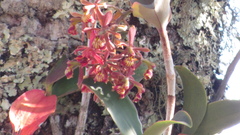 Epidendrum radioferens
