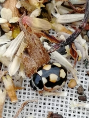 Coccinula sinuatomarginata