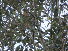 Anabacerthia lichtensteini