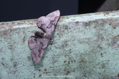 Hypochrosis baenzigeri